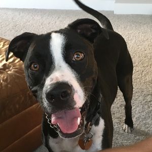 Meet your Posher, Ross